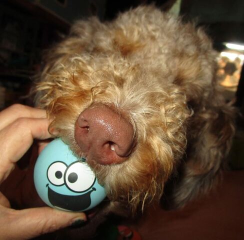 4 Pack Squeaky Balls for Dogs, 2.4 Inch Eco-Friendly Rubber Dog Squeaky Toy,Interesting Expression patternsToys for Dogs (Orange, Green, Pink, Light Blue) in Kuwait