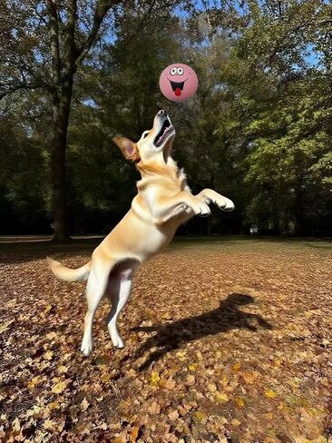 4 Pack Squeaky Balls for Dogs, 2.4 Inch Eco-Friendly Rubber Dog Squeaky Toy,Interesting Expression patternsToys for Dogs (Orange, Green, Pink, Light Blue) in Kuwait