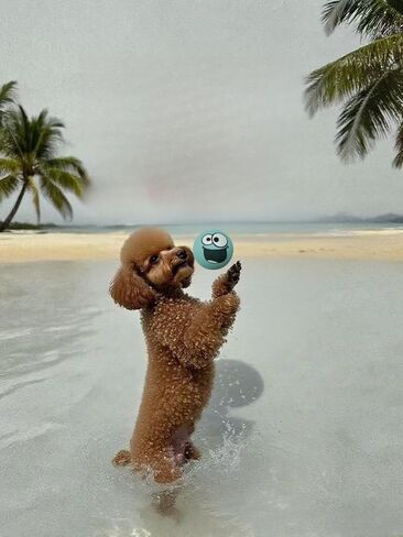 4 Pack Squeaky Balls for Dogs, 2.4 Inch Eco-Friendly Rubber Dog Squeaky Toy,Interesting Expression patternsToys for Dogs (Orange, Green, Pink, Light Blue) in Kuwait