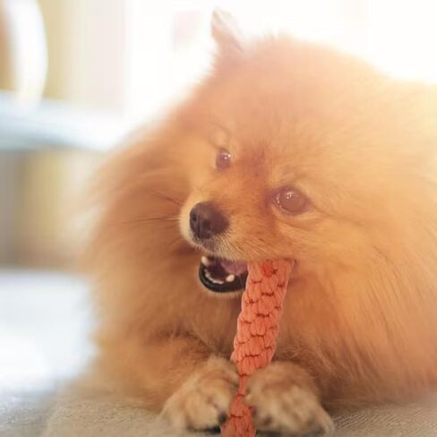 Carrot-Shaped Dog Toy Linen Durable Tear Resistant Tassel Interactive Tug of War Chew Toy for Medium Dogs Home Park Training, 1PC in Saudi Arabia