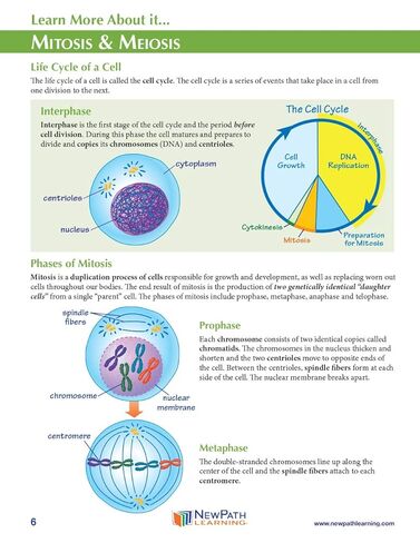 مجموعة أدوات صنع النماذج الورقية ثلاثية الأبعاد من NewPath Learning Mitosis & Meiosis، مجموعة/5 قوالب نماذج ورقية كاملة الألوان ودليل المعلم (24-7725) in Kuwait