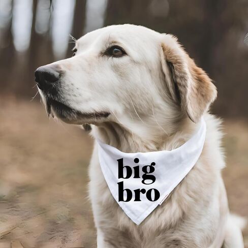 Big Bro Dog Bandana إعلان حمل الطفل، وشاح للحيوانات الأليفة، علامة Brother، قطن أبيض، جرو جديد حامل (صغير) in Kuwait