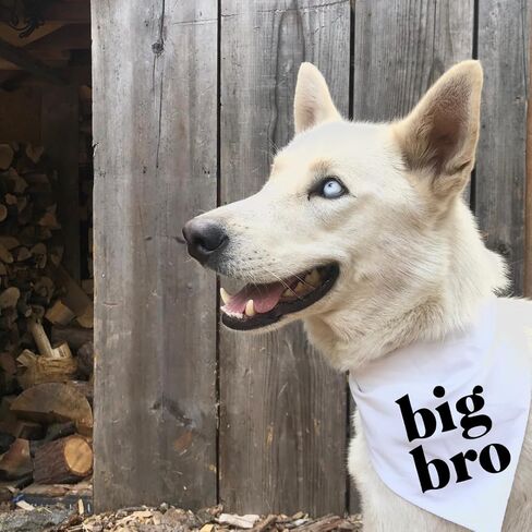 Big Bro Dog Bandana إعلان حمل الطفل، وشاح للحيوانات الأليفة، علامة Brother، قطن أبيض، جرو جديد حامل (صغير) in Kuwait