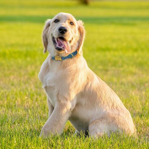 Personalized Dog Collar with Gold Metal Buckle, Velvet Custom Dog Collars for Small, Medium & Large Dogs – Puppy Collars with Metal Buckle, 4 Sizes, 8 Colors (Light Brown, S, 9"-12") in Saudi Arabia