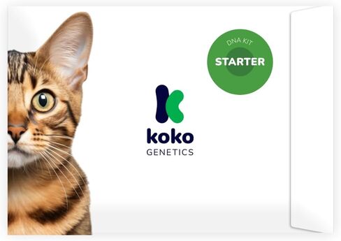 Starter DNA Test for Cats, Analyzes & Identifies 40+ Breeds and Offers 46+ Genetic Traits and Family Tree Reports, Lifetime Updates Included in Saudi Arabia