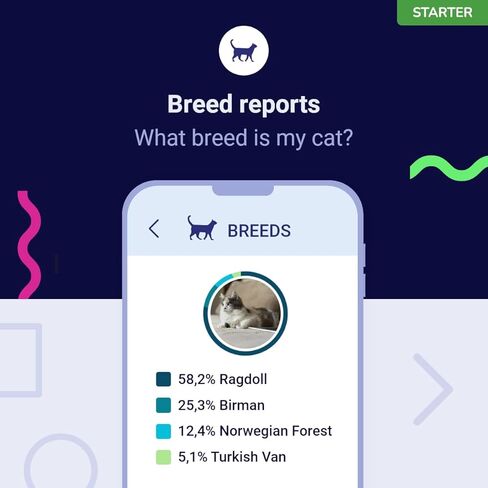 Starter DNA Test for Cats, Analyzes & Identifies 40+ Breeds and Offers 46+ Genetic Traits and Family Tree Reports, Lifetime Updates Included in Saudi Arabia