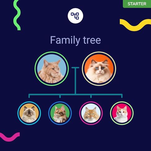 Starter DNA Test for Cats, Analyzes & Identifies 40+ Breeds and Offers 46+ Genetic Traits and Family Tree Reports, Lifetime Updates Included in Saudi Arabia