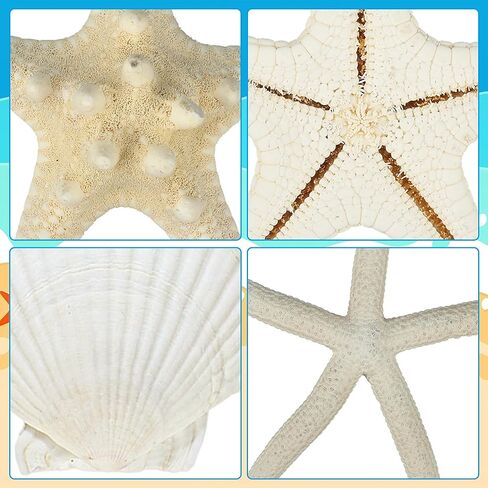 peony man 16 Pcs Natural Scallop Shells and Starfish 5 Inch White Sea Shell for Crafts and 3.5-4 Inch Beach Starfish for Beach Theme Wedding Party Home Decorations Fish Tank Vase Filler DIY Crafts in Saudi Arabia