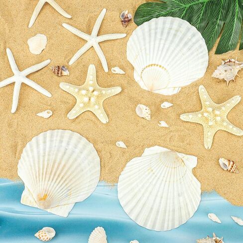 peony man 16 Pcs Natural Scallop Shells and Starfish 5 Inch White Sea Shell for Crafts and 3.5-4 Inch Beach Starfish for Beach Theme Wedding Party Home Decorations Fish Tank Vase Filler DIY Crafts in Saudi Arabia