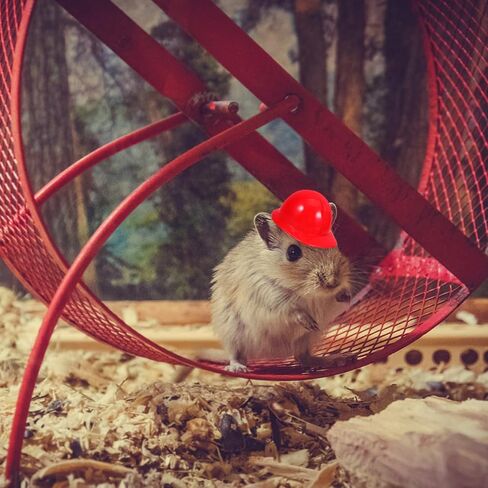 DOITOOL قبعة صلبة صغيرة 40 قطعة 1.57 بوصة خوذات أمان مصغرة لإكسسوارات الدمية كعكة القبعات العالية ديكور البناء in Kuwait