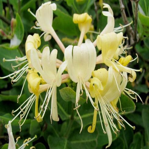 Honeysuckle Fragrance Oil (1 oz Bottle) for Candle Making, Soap Making, Tart Making, Room Sprays, Lotions, Car Fresheners, Slime, Bath Bombs, Warmers… in Saudi Arabia