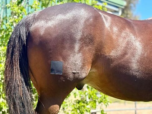 10-Piece Multi Pack, Equine Wound Care Adhesive Patches, 4-Way Stretch Material, Water-Resistant (Mix) in Saudi Arabia
