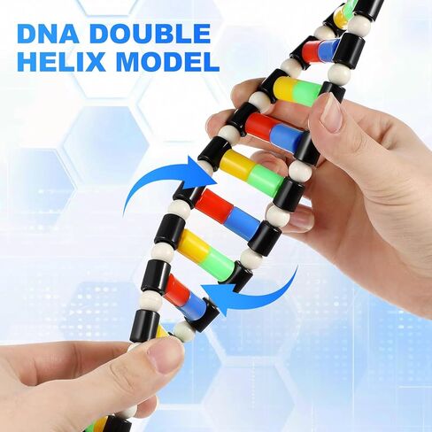 مجموعة نماذج IMIKEYA DNA، هيكل حلزوني مزدوج، لعبة تعليمية علمية، لوازم الفصول الدراسية لعلم الأحياء، متعددة الألوان، 15. 74 بوصة in Saudi Arabia