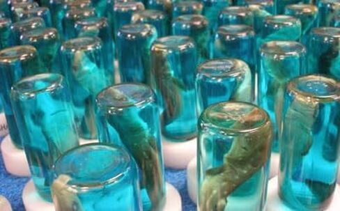 7-Inch Shark in a Bottle – Realistic Marine Biology Specimen for Classroom, Homeschool & STEM Learning – Ocean Life Display Model in Saudi Arabia