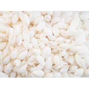 100 قذائف فقاعات بيضاء صغيرة (3/4 بوصة - 1 1/4 بوصة) حرف زفاف على الشاطئ ديكور هواية سكرابوكينغ in Kuwait