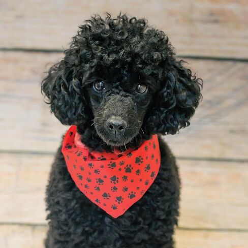 60 Assorted Paws and Bones Tieback Dog Grooming Bandanas/Groomers Bulk Package in Saudi Arabia