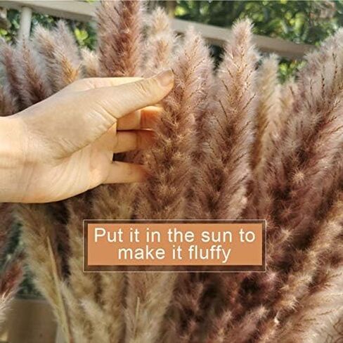 48" (4 FT) Length Pampas Grass 3 Stems - Tall Large Natural Dried Pampas for Flower Arrangements Wedding Boho Home Decor (Beige) in Kuwait