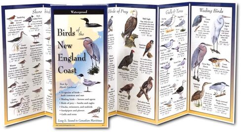 Earth Sky + Water FoldingGuide™ - Birds of The New England Coast - 10 Panel Foldable Laminated Nature Identification Guide in Saudi Arabia