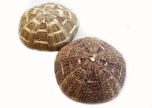 (2) قنافذ بحر ألفونسو جاتور كبيرة مقاس 3 بوصات + ديكور يدوي لكوخ الشاطئ الساحلي in Kuwait