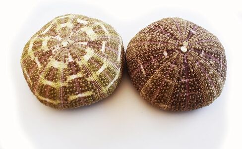 (2) قنافذ بحر ألفونسو جاتور كبيرة مقاس 3 بوصات + ديكور يدوي لكوخ الشاطئ الساحلي in Kuwait