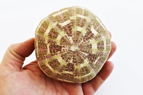 (2) قنافذ بحر ألفونسو جاتور كبيرة مقاس 3 بوصات + ديكور يدوي لكوخ الشاطئ الساحلي in Kuwait