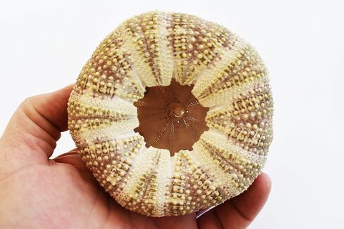 (2) قنافذ بحر ألفونسو جاتور كبيرة مقاس 3 بوصات + ديكور يدوي لكوخ الشاطئ الساحلي in Kuwait