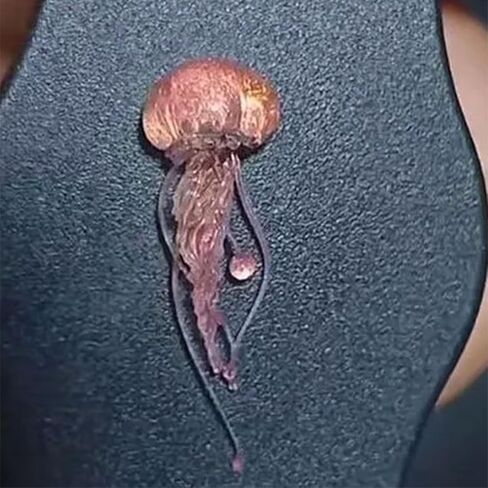 قوالب السيليكون للراتنج، قنديل البحر الفن بالقطارة قوالب الديكور قوالب قنديل البحر قوالب السيليكون مناسبة لمختلف in Kuwait