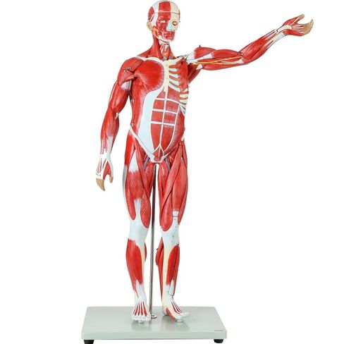 Axis Scientific Human Muscle and Organ Model, 27-Part Half Life-Size Muscular Figure With Removable Organs and Muscle Anatomy, Includes Detailed Full Color Product Manual and Worry Free Warranty in Saudi Arabia