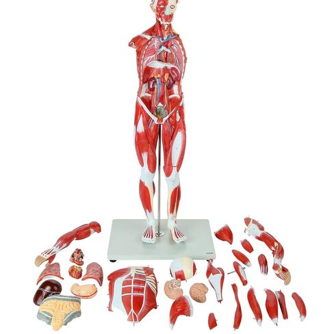 Axis Scientific Human Muscle and Organ Model, 27-Part Half Life-Size Muscular Figure With Removable Organs and Muscle Anatomy, Includes Detailed Full Color Product Manual and Worry Free Warranty in Saudi Arabia