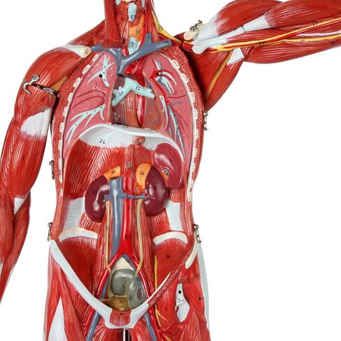 Axis Scientific Human Muscle and Organ Model, 27-Part Half Life-Size Muscular Figure With Removable Organs and Muscle Anatomy, Includes Detailed Full Color Product Manual and Worry Free Warranty in Saudi Arabia
