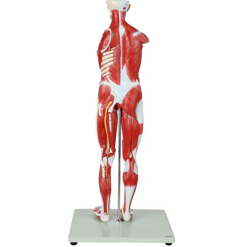 Axis Scientific Human Muscle and Organ Model, 27-Part Half Life-Size Muscular Figure With Removable Organs and Muscle Anatomy, Includes Detailed Full Color Product Manual and Worry Free Warranty in Saudi Arabia