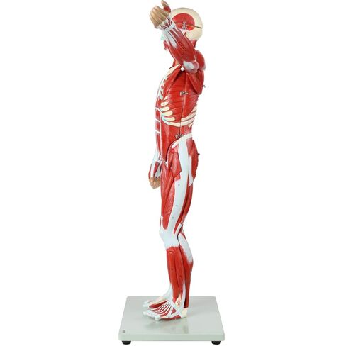 Axis Scientific Human Muscle and Organ Model, 27-Part Half Life-Size Muscular Figure With Removable Organs and Muscle Anatomy, Includes Detailed Full Color Product Manual and Worry Free Warranty in Saudi Arabia