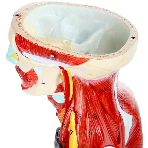 Axis Scientific Human Muscle and Organ Model, 27-Part Half Life-Size Muscular Figure With Removable Organs and Muscle Anatomy, Includes Detailed Full Color Product Manual and Worry Free Warranty in Saudi Arabia