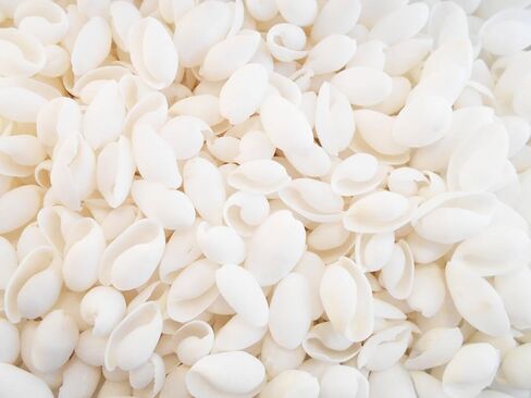 100 قذائف فقاعات بيضاء صغيرة (3/4 بوصة - 1 1/4 بوصة) حرف زفاف على الشاطئ ديكور هواية سكرابوكينغ in Kuwait