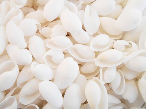 100 قذائف فقاعات بيضاء صغيرة (3/4 بوصة - 1 1/4 بوصة) حرف زفاف على الشاطئ ديكور هواية سكرابوكينغ in Kuwait