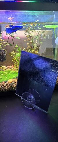 Betta Keeping & Enrichment - طقم مرآة للتمرين مع كوب شفط | تصميم آمن للخزان الخارجي لتمارين وتحفيز أسماك البيتا الصحية | مرآة كبيرة مقاس 4x5 بوصة in Kuwait