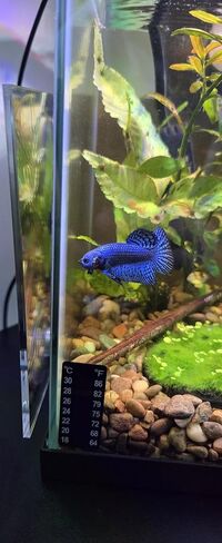 Betta Keeping & Enrichment - طقم مرآة للتمرين مع كوب شفط | تصميم آمن للخزان الخارجي لتمارين وتحفيز أسماك البيتا الصحية | مرآة كبيرة مقاس 4x5 بوصة in Kuwait