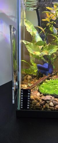Betta Keeping & Enrichment - طقم مرآة للتمرين مع كوب شفط | تصميم آمن للخزان الخارجي لتمارين وتحفيز أسماك البيتا الصحية | مرآة كبيرة مقاس 4x5 بوصة in Kuwait