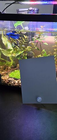 Betta Keeping & Enrichment - طقم مرآة للتمرين مع كوب شفط | تصميم آمن للخزان الخارجي لتمارين وتحفيز أسماك البيتا الصحية | مرآة كبيرة مقاس 4x5 بوصة in Kuwait