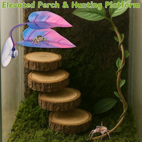 Jumping Spider Enclosure Climbing Decor Accessories, Natural Wood Ledge, Climbing Web with Mounting Hardware and 2pcs Leaf Ledge, Jumping Spider Accessories, Mini Terrarium Kit (Black, Hammock) in Saudi Arabia