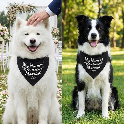 قطعتان من عصابات My Humans are Getting Married Bandanas، هدية خطوبة، لوازم حفلات خطوبة الكلاب، عصابات زفاف للكلاب، إكسسوارات وشاح للحيوانات الأليفة للكلاب والقطط الصغيرة المتوسطة in Kuwait