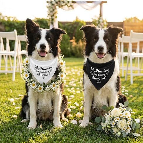 قطعتان من عصابات My Humans are Getting Married Bandanas، هدية خطوبة، لوازم حفلات خطوبة الكلاب، عصابات زفاف للكلاب، إكسسوارات وشاح للحيوانات الأليفة للكلاب والقطط الصغيرة المتوسطة in Kuwait