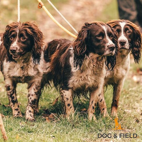 مقود منسوج منسوج من Dog & Field Lux ​​- أزرق مخضر. مقود منزلق بطول 4 أقدام للكلاب، حبل مضفر ناعم للكلاب مزود بتركيبات نحاسية وأربطة جلدية. مقود تدريب للكلاب، لا حاجة إلى طوق أو سرج، مقاس واحد in Saudi Arabia