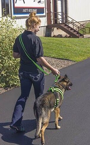 مقود الكلاب الفاخر من الصوف من ActiveDogs بطول 6.5 قدم - مقود مريح للكلاب بدون استخدام اليدين مع طول قابل للتعديل، نايلون أسود متين ومقبض مدمج - مقود للكلاب يمكن ارتداؤه بدون استخدام اليدين، ليموني in Kuwait