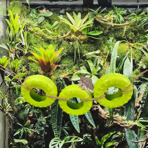 Hermit Crab Climbing Accessories Decor for Reptile Tank Tire Swing for Hermit Crab Chameleon Leopard Gecko Tree Frog Lizard Jumping Spider in Saudi Arabia