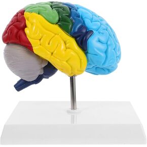 نموذج الدماغ البشري Angoily، مقياس 1 1 لنموذج الدماغ التشريحي لنصف الكرة الأيمن، أداة تعليمية ثلاثية الأبعاد لتعلم وتعليم الوظيفة التشريحية البشرية، علم النفس، علم الأحياء، عرض دراسة تعلم العلوم in Kuwait