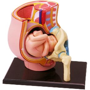 Human Pregnant Pelvis Section Model with Removable Organs Human Female Pelvis with Pregnancy 9 Months Baby Fetus Model Human Women Pregnant Pelvis Section Model in Kuwait