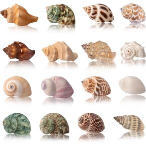 Hermit Crab Shells 40 PCS Natural Sea Conch for Replacement Shells and Small Fish Breeding Houses Conch Size 1-9 cm，Opening Size 0.5-3cm，for DIY Crafting Vase Fillers Party Home Seaside Decoration in Saudi Arabia