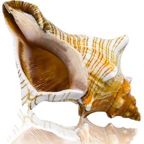 صدفة محارة طبيعية عملاقة، صدفة محارة كبيرة لحشو المزهرية (6-7 بوصة)، ديكور خزان الأسماك، نباتات الهواء، ديكور الزفاف وحفلات الشاطئ in Kuwait