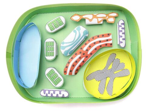 NewPath Simple Plant Cell 3-D Paper Model Making Kit - Individual Student Edition (17-7731) in Saudi Arabia